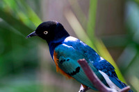 African Superb Starling at Bloedel Conservatory, Vancouver, BC