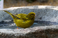 Green Singing Finch at Bloedel Conservatory, Vancouver, BC